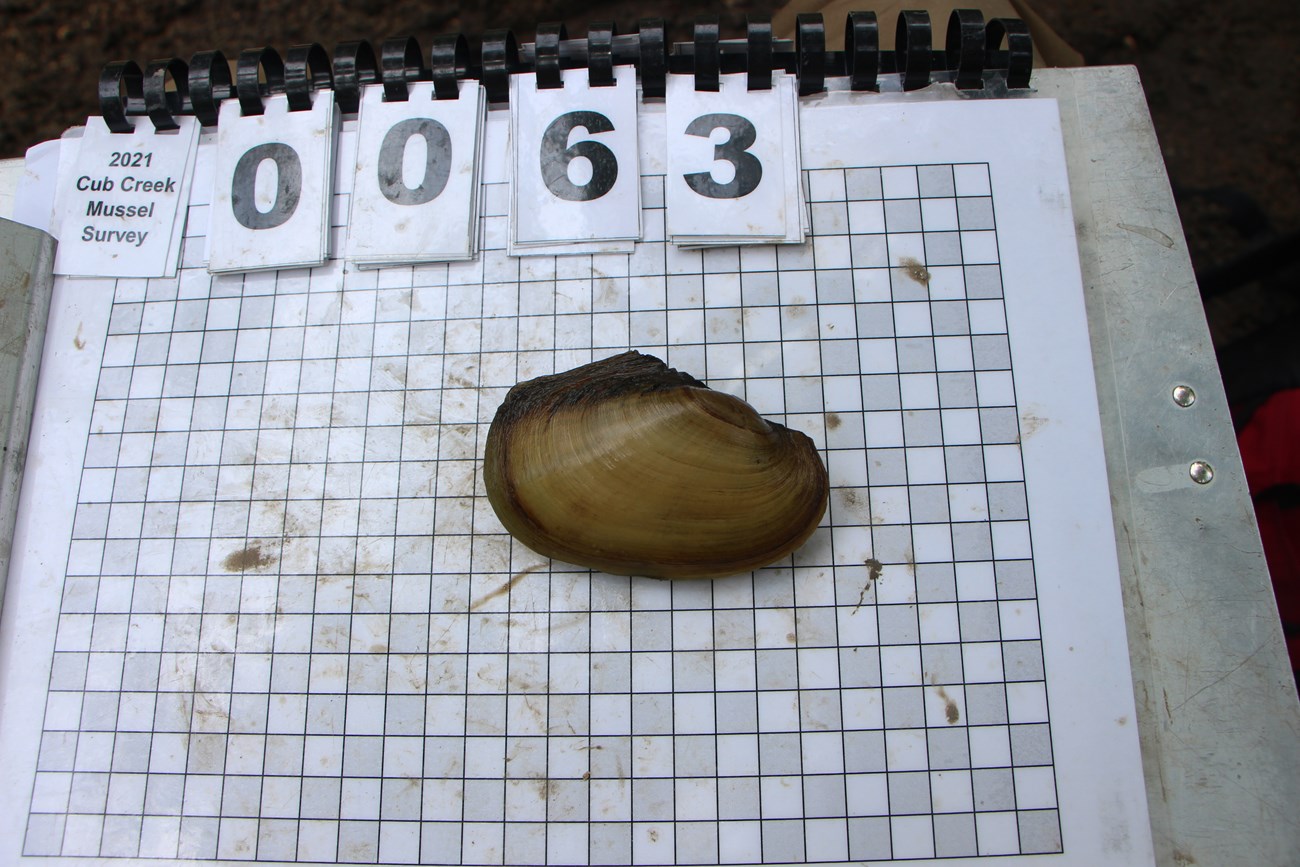 A live fragile papershell mussel laid on a clipboard with a laminated 1 cm X 1 cm grid showing it is 9 cm long and 6 cm tall. The mussel is tannish yellow.