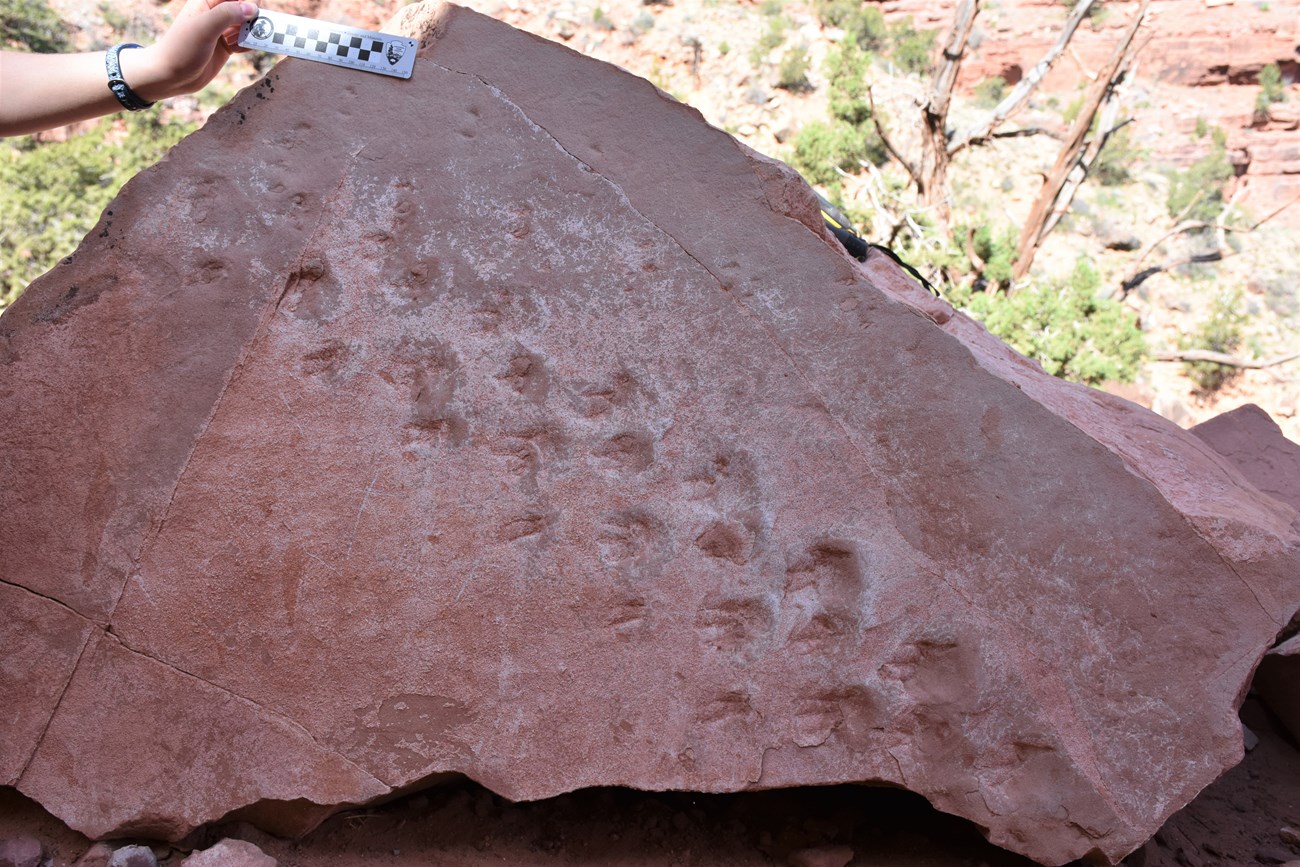 fossil tracks on sandstone slab