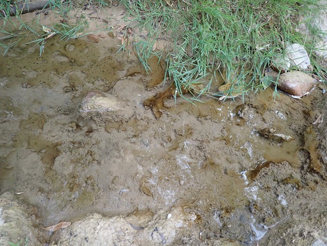 Brown cyanobacteria blooms in a small puddle