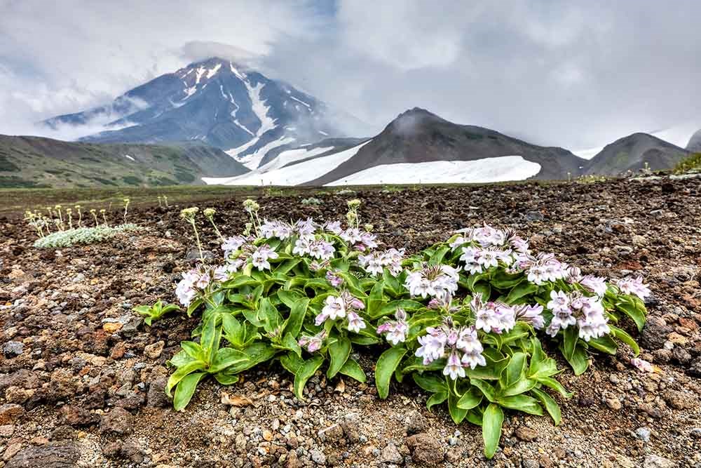 A pink wildflower in a rocky setting amid volcanic mountains.