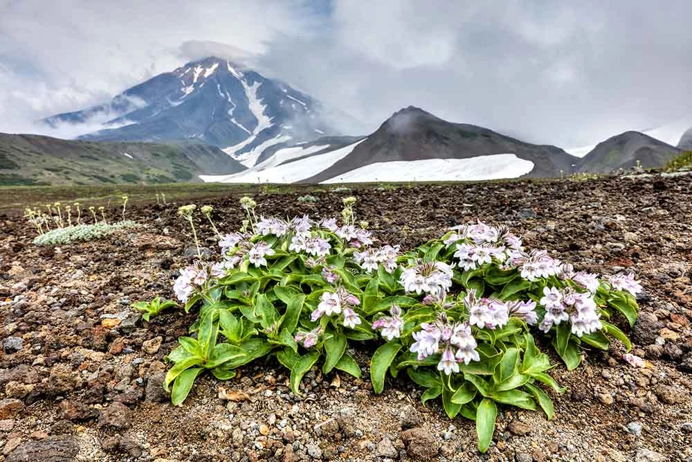 0734_Kamchatka_PennellianthusVolcanovF_web A pink wildflower in a rocky setting amid volcanic mountains.