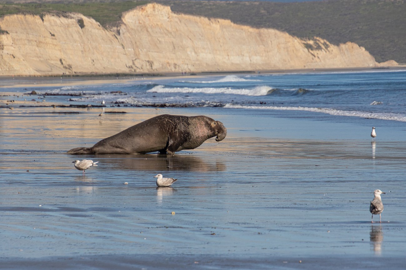 Battle-scarred bull elephant seal charging across a wide stretch of wet sand towards the ocean. Most of his huge body is airborn as he propels himself with his front flippers.
