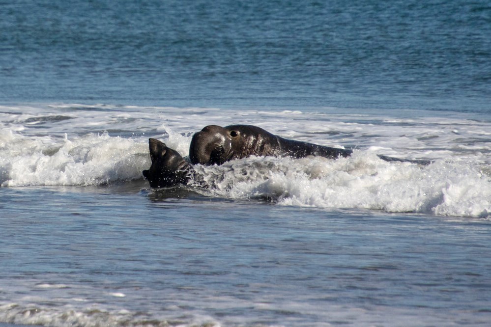 Bull elephant seal just behind a much smaller screaming pup in the surf.