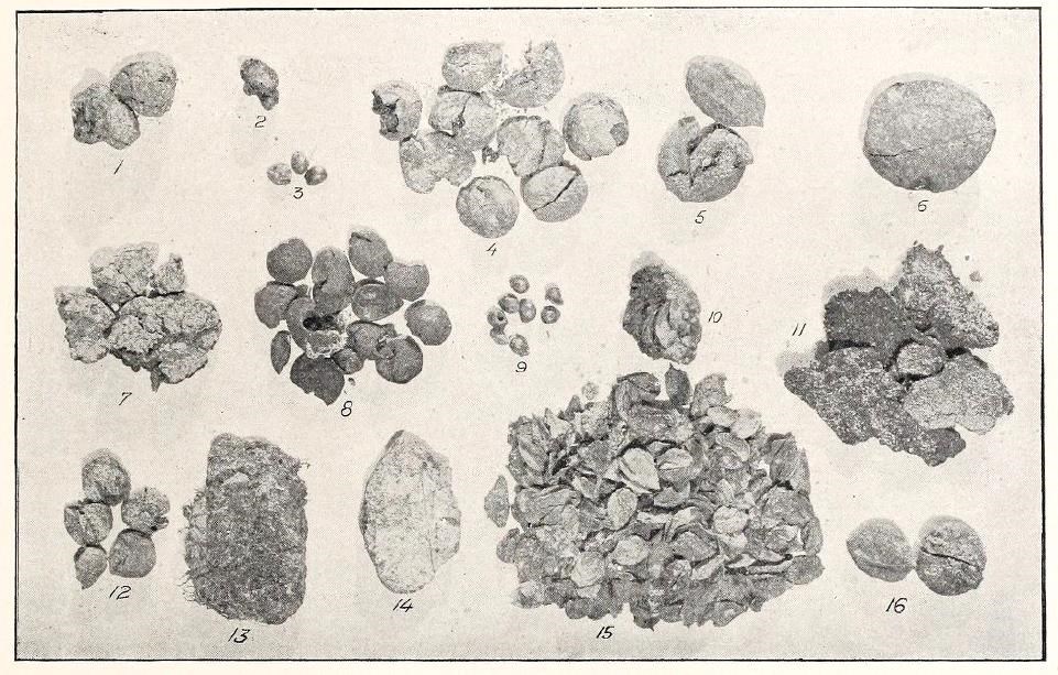historic of an assortment of seeds and nuts