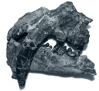 fossil skull of "saber-toothed" cat