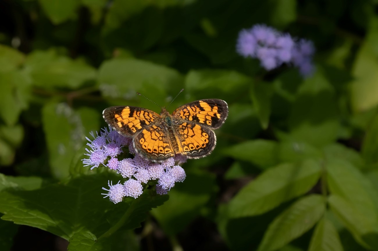 A small orange and brown butterfly rests on a cluster of light purple "pom-pom"-like flowers in front of dark green leaves.
