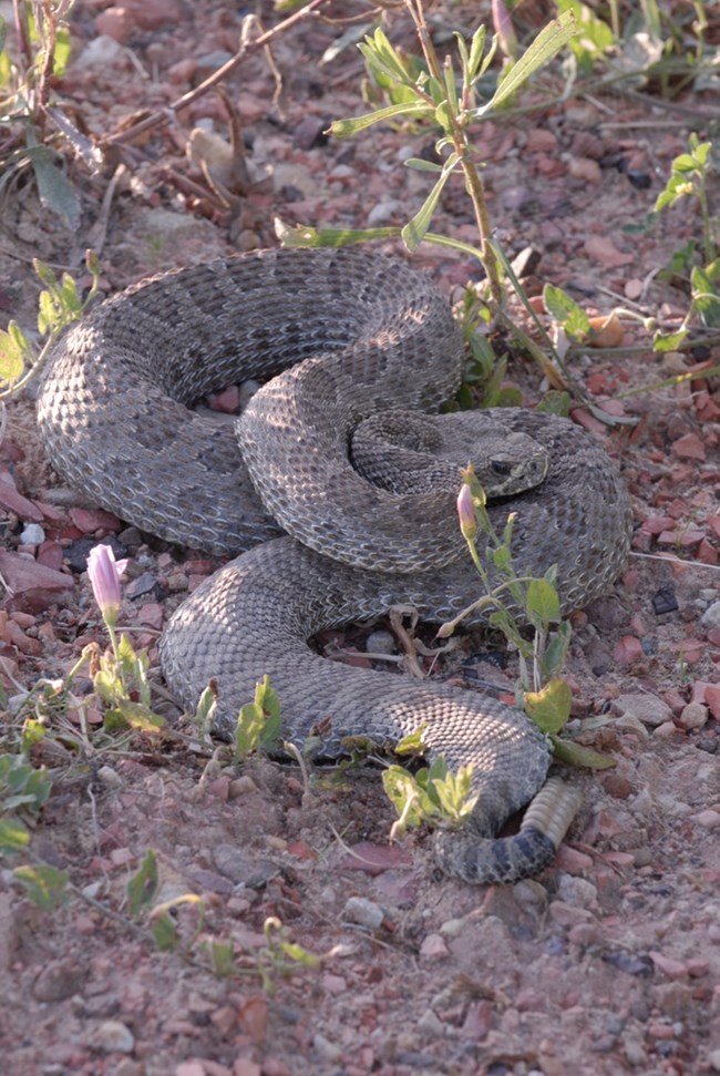 a prairie rattlesnake coiled up in sprouting flowers with its rattle sticking out towards the camera.