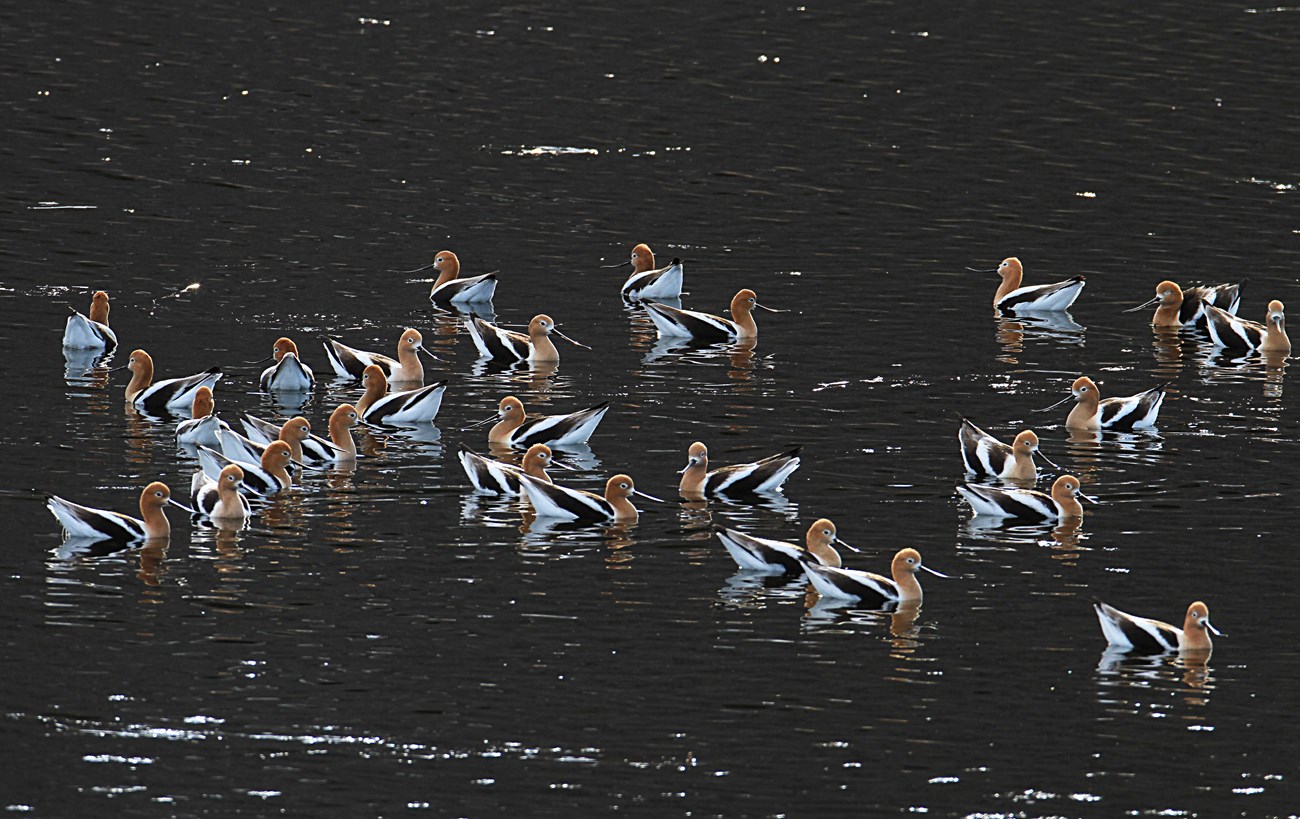 Birds floating in water