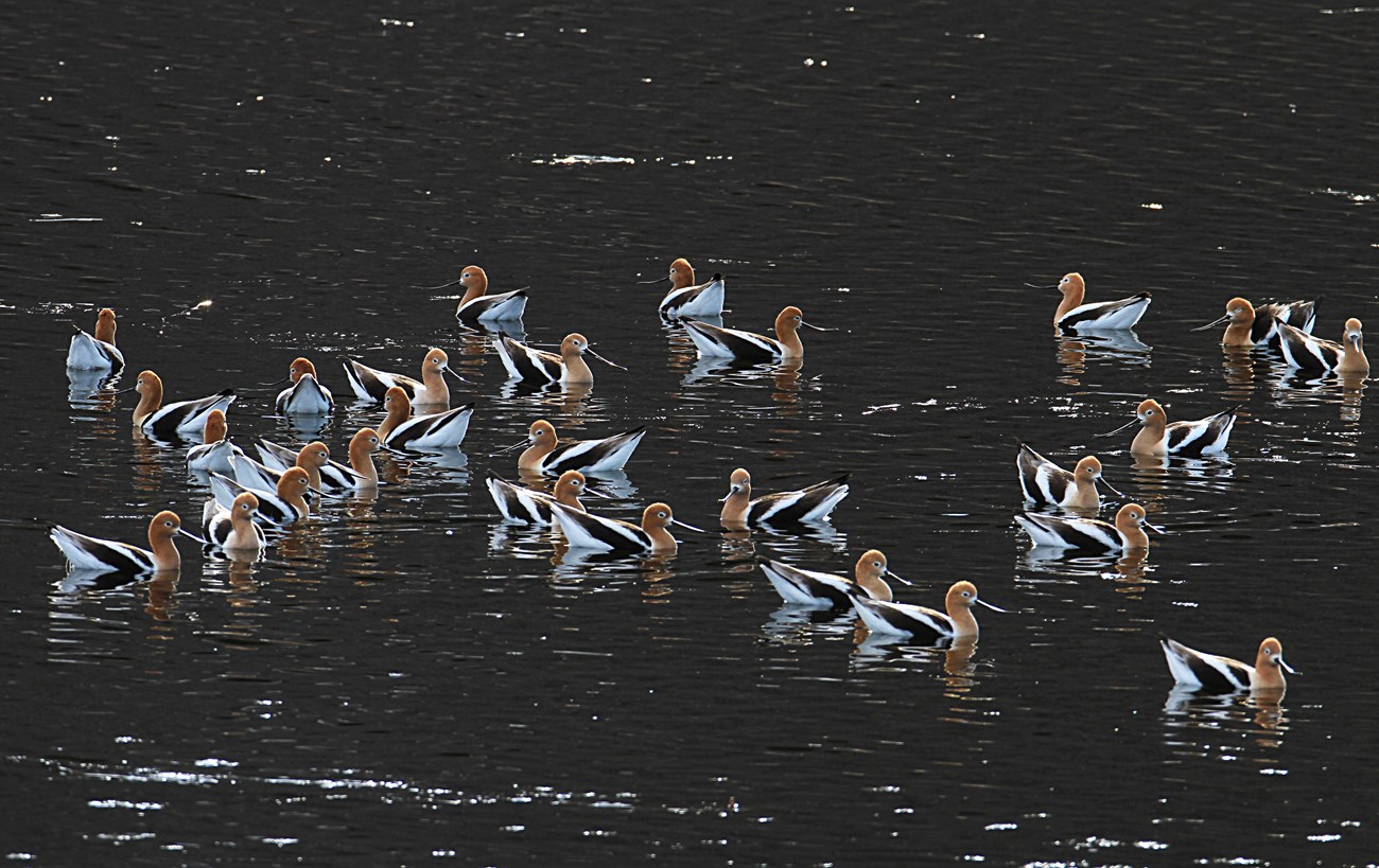 Birds floating in water Birds floating in water