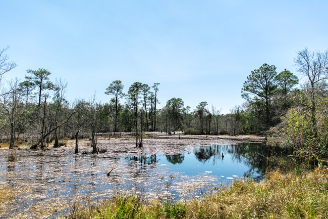 A large pond with lots of trees and vegetation.