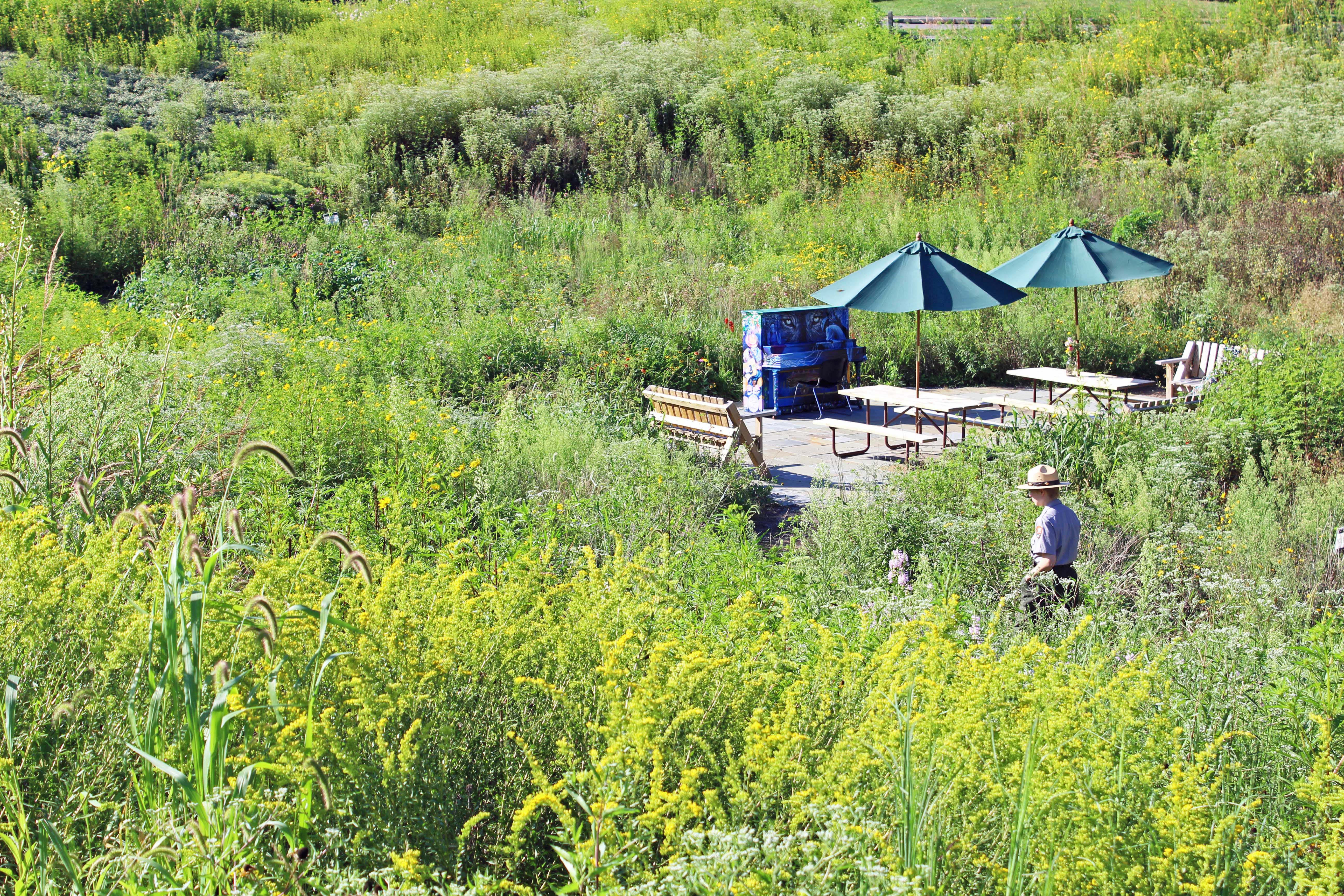 Patio area with picnic tables and umbrellas surrounded by tall grasses and a ranger walking through the meadow.