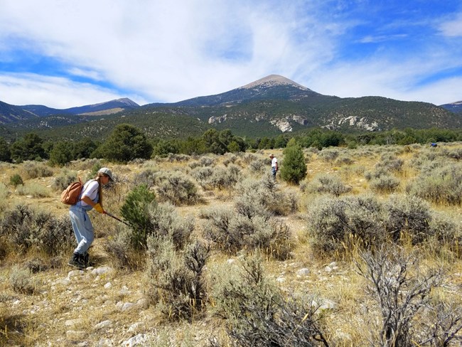 Utah Master Naturalists volunteer removing invading pinyon pines and junipers.