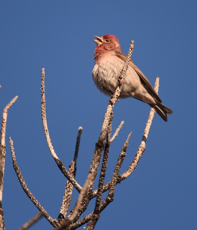 A cassins finch on a branch