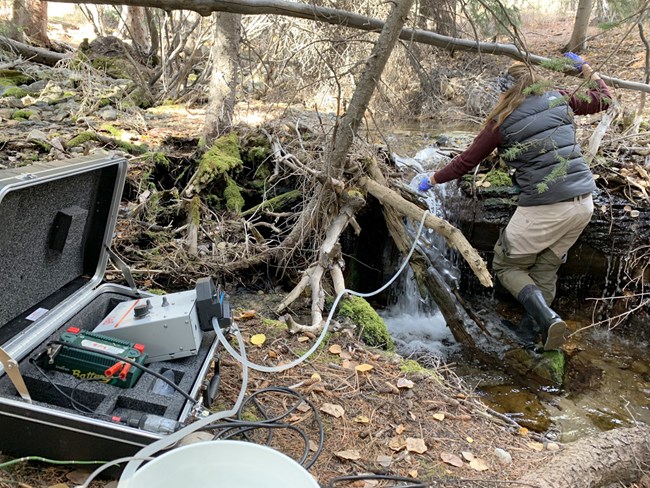 A park staff member standing in a stream collecting eDNA
