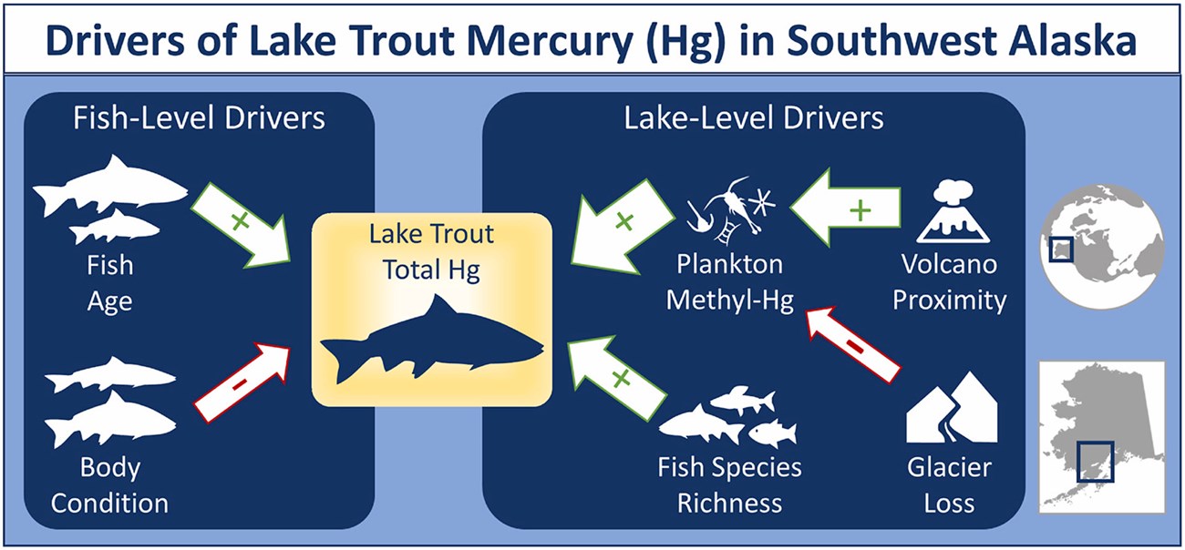 1-s2.0-S0269749123006802-ga1_lrg Graphical abstract of methylated mercury in lake trout.