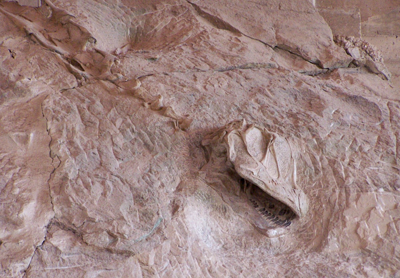 fossil dinosaur skull and vertebrae in rock face
