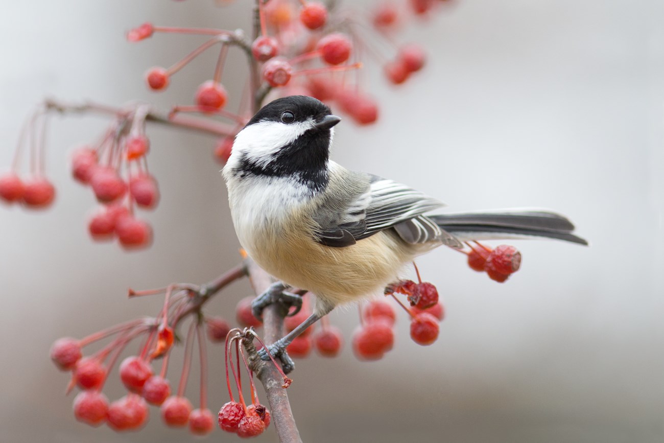Chickadee with berries A closeup of a chickadee perched on a leafless branch with dramatic sprays of red berries. It looks away to the right, a glint in its alert eye. Its cap and throat are black with a white cheek and buff underparts.