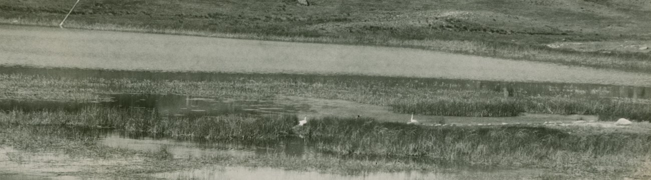 Black and white photo of a trumpeter swans in a marsh near a lake