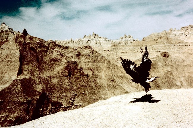 a golden eagle spreads its wings, taking off in badlands buttes