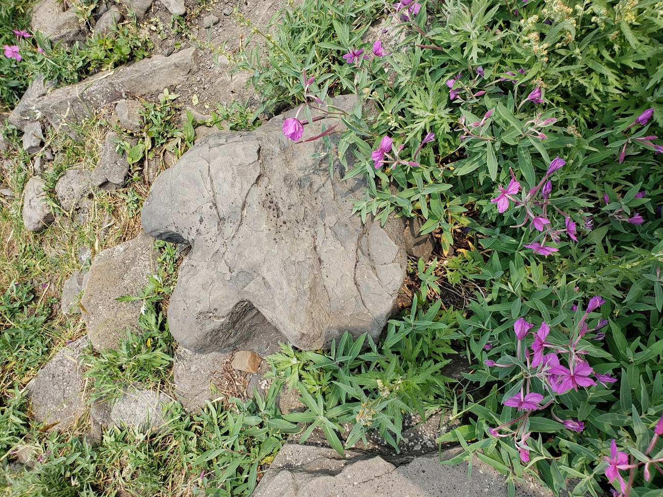11 CRETACEOUS - DENA - TATTLE CREEK DINOSAUR TRACKSITE fossil dinosaur track