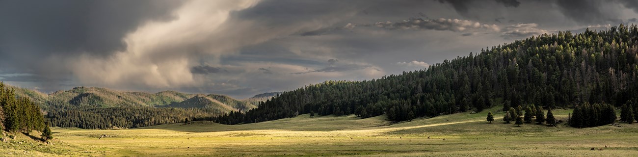 A lush montane grassland with evergreen forests along the perimeter.