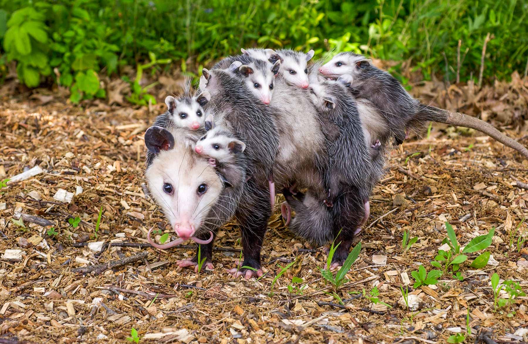Opossums (. National Park Service)