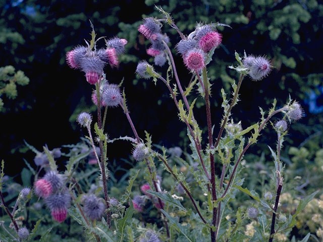 purple thistle flower