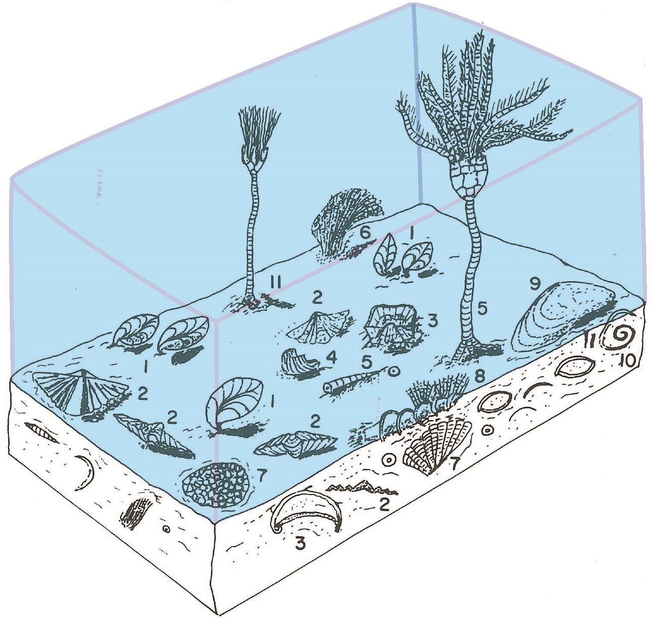 Illustration of fossils on the seafloor.