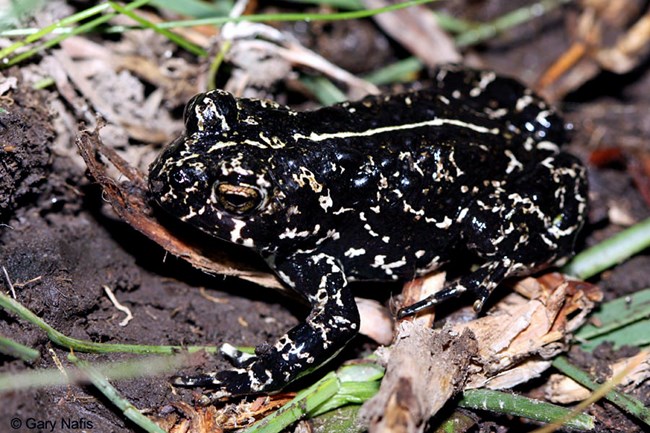 a black toad