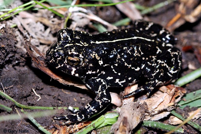 11_DESP-CA_black toad a black toad