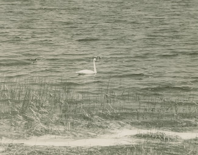 Black and white photo of a swan in a lake