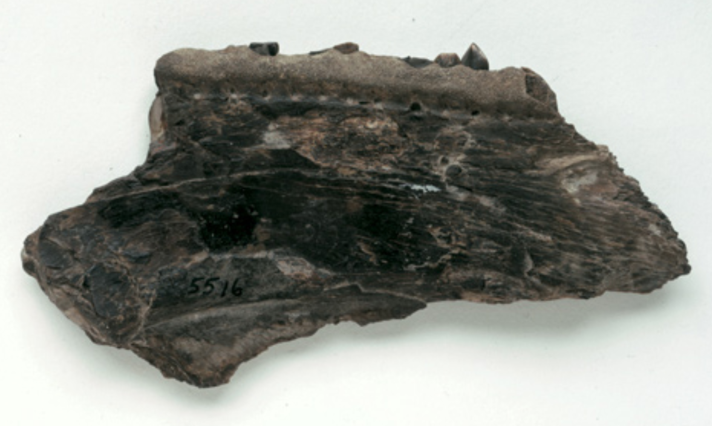 The Saurocephalus lanciformis fossil found by Patrick Gass. Last known to be within the collection of the Academy of Natural Science at Drexel University, Philadelphia. A dark gray fossil of the jawbone of lizard. Remnants of teeth are seen across the top of the fossil.