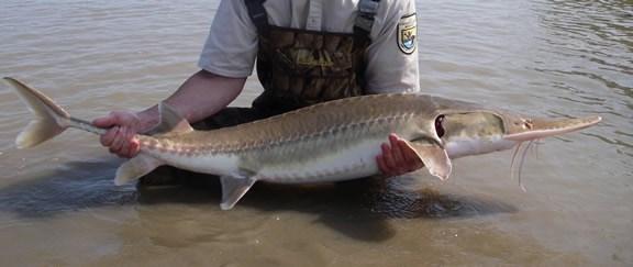 The fish is about four feet long and has a long flat nose, smooth skin covering boney plates, and has a brown-gray back with a white belly. An employee of the U.S. Fish and Wildlife Service, wearing a short-sleeve shirt and camouflage waders, is holding a pallid sturgeon just above the top of the river. The fish is about four feet long and has a long flat nose, smooth skin covering boney pla