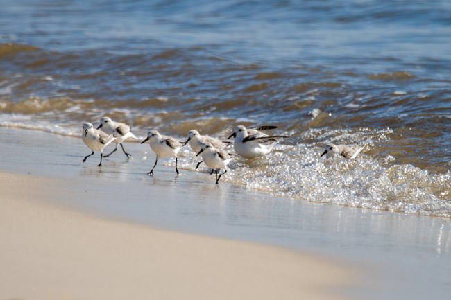 122419_sanderlings1_doggrell Small, white and grey Sanderlings running near the waves on a beach.