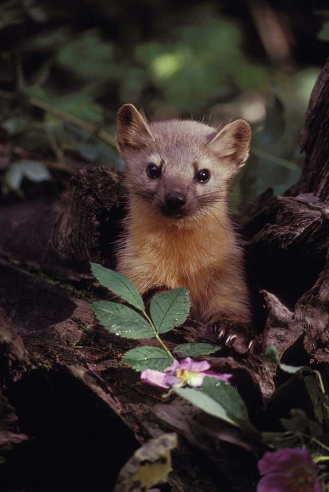 A cute pine marten with golden brown fur looks at the camera.  It is surrounded by a dead tree stump, flowers, and leaves.