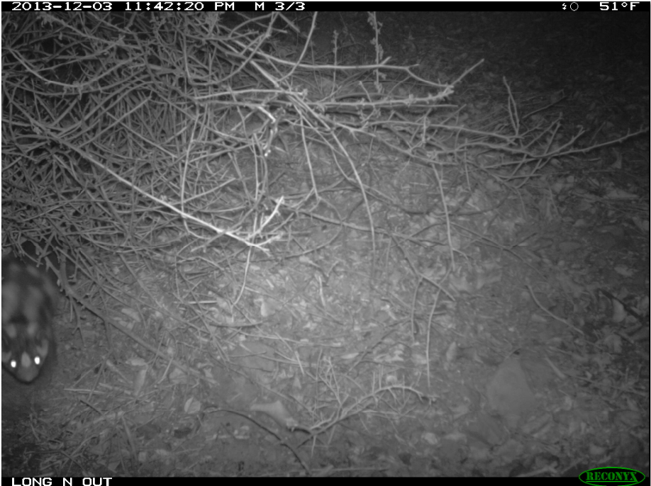 Black-and-white wildlife camera capture of a spotted skunk, barely -n-frame on the left.