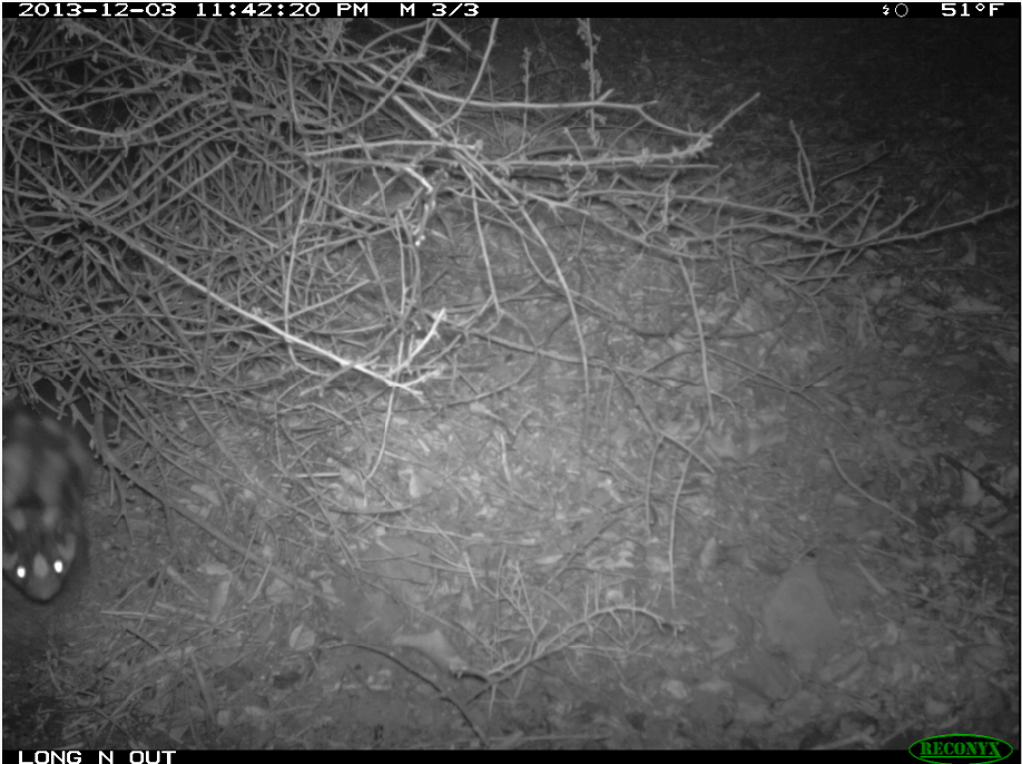 Spotted skunk Black-and-white wildlife camera capture of a spotted skunk, barely -n-frame on the left.