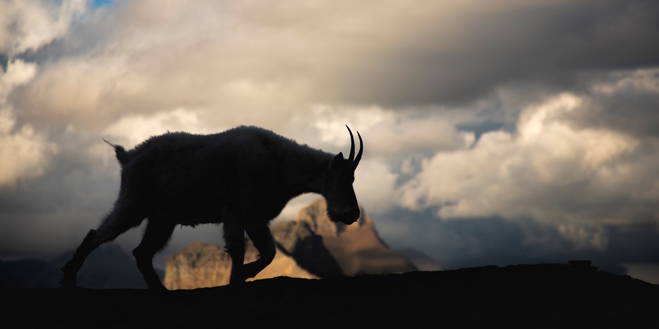 A mountain goat walks across a moody sky.