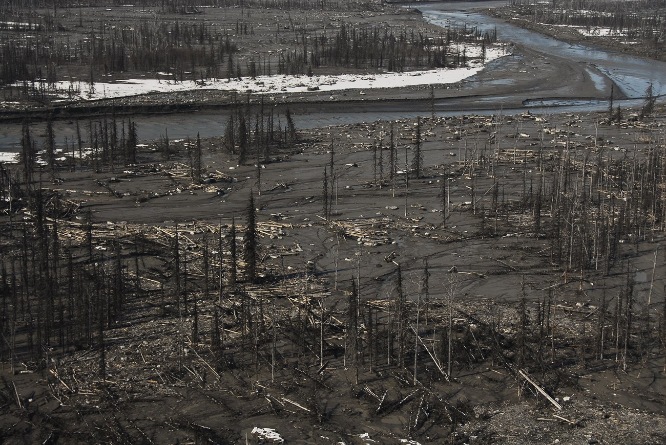 sediment and drowned trees in a river bed