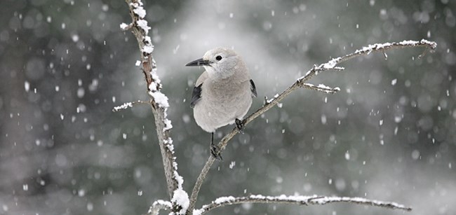 A light snow is falling on a gray-white Clark’s Nutcracker as it sits on a barren tree branch in winter.  It has a black bill and a black stripe on each wing.