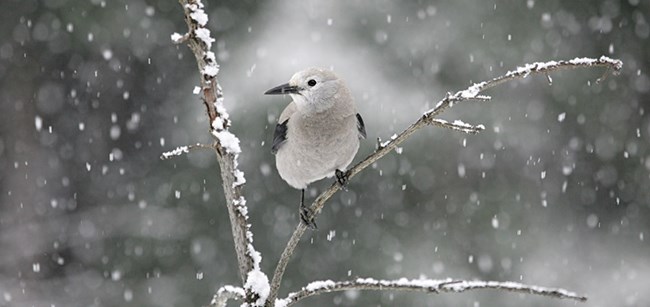 A light snow is falling on a gray-white Clark’s Nutcracker as it sits on a barren tree branch in winter.  It has a black bill and a black stripe on each wing.