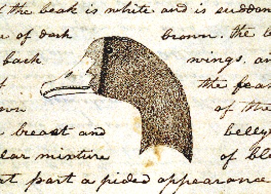 1272 The ink sketch of the profile of a brant goose. The short beak is white, a portion of the head and most of the neck is black. Surrounding the sketch are handwritten words of Lewis’s journal entry for that day, March 15, 1806.