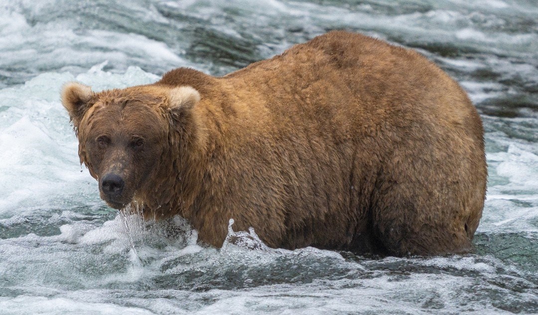a large grizzly bear stands in a flowing river