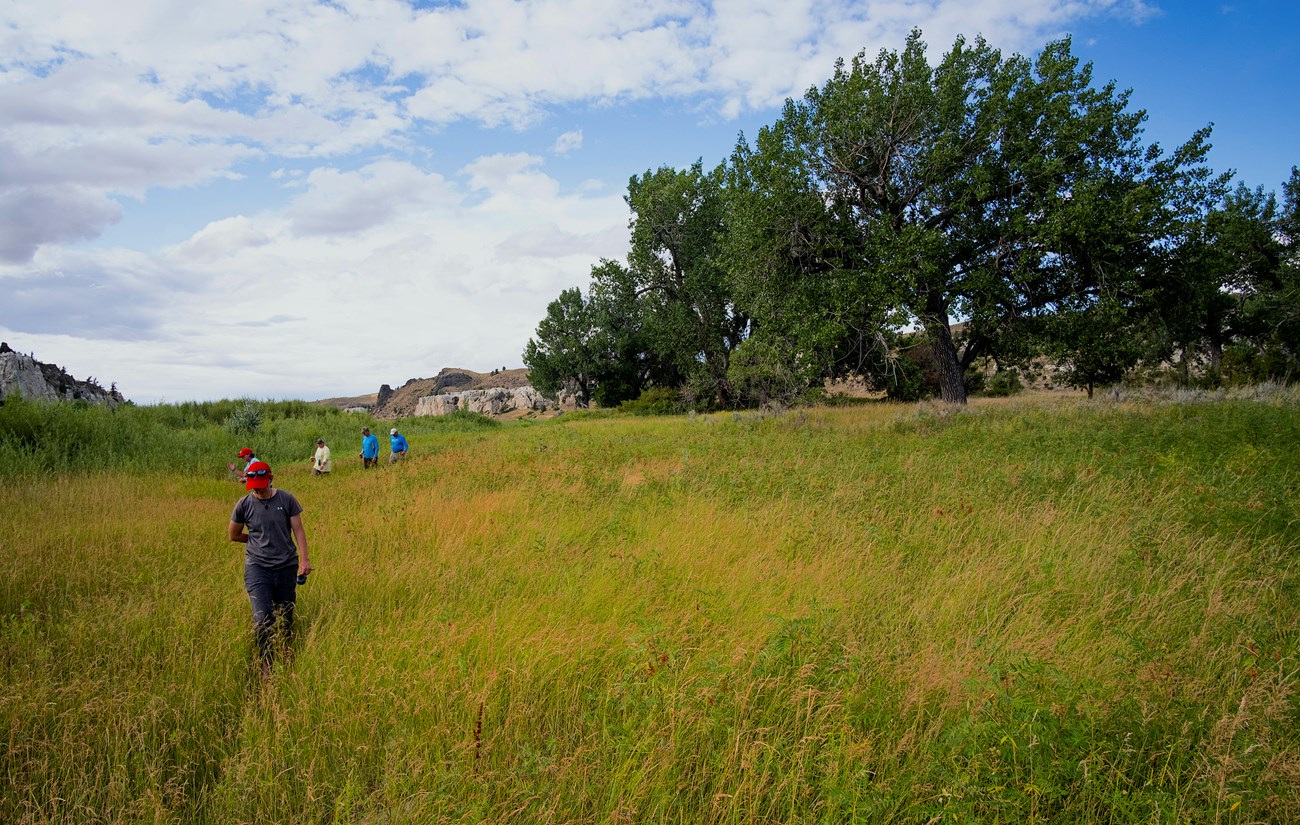 Several hikers are walking through an tall grass area, with large, mature cottonwood trees to the right.  In the distance are the White Cliffs of the Missouri under partly cloudy skies