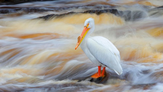 A large American White Pelican stands on a rock in the middle of a flowing river.  The body is white, the long bill is yellow and orange, and its legs and feet are bright orange.
