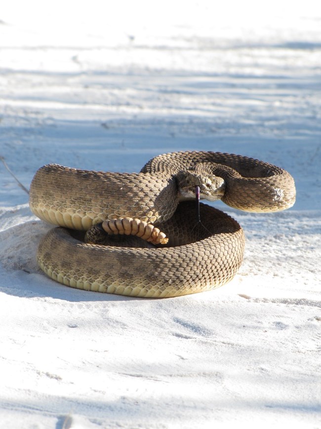 white sands prairie rattlesnake in white sand, a prairie rattlesnake coils up and sticks out its long black tongue.