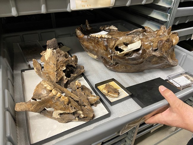 fossils in museum drawer