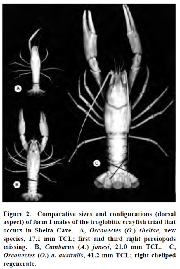 12_Shelta crayfish_source 1997 Cooper and Cooper image of crayfish with black background and text