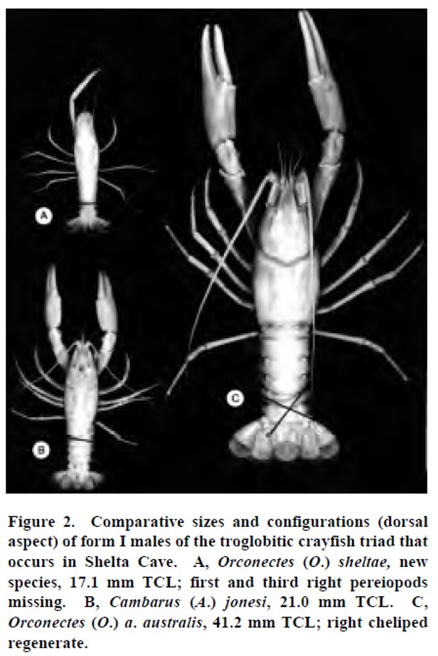 image of crayfish with black background and text