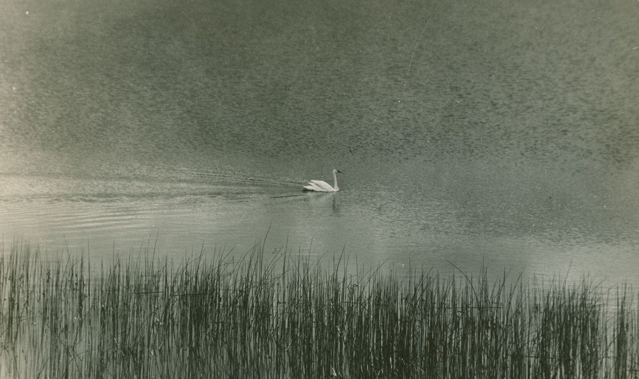 Black and white photo of a swan in a lake lined with marsh grasses